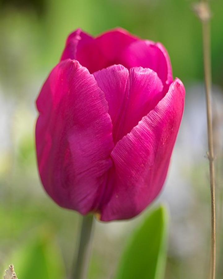 Tulpės (Lot Tulipa) 'Don Quichotte'-TULPĖS-SVOGŪNINĖS GĖLĖS
