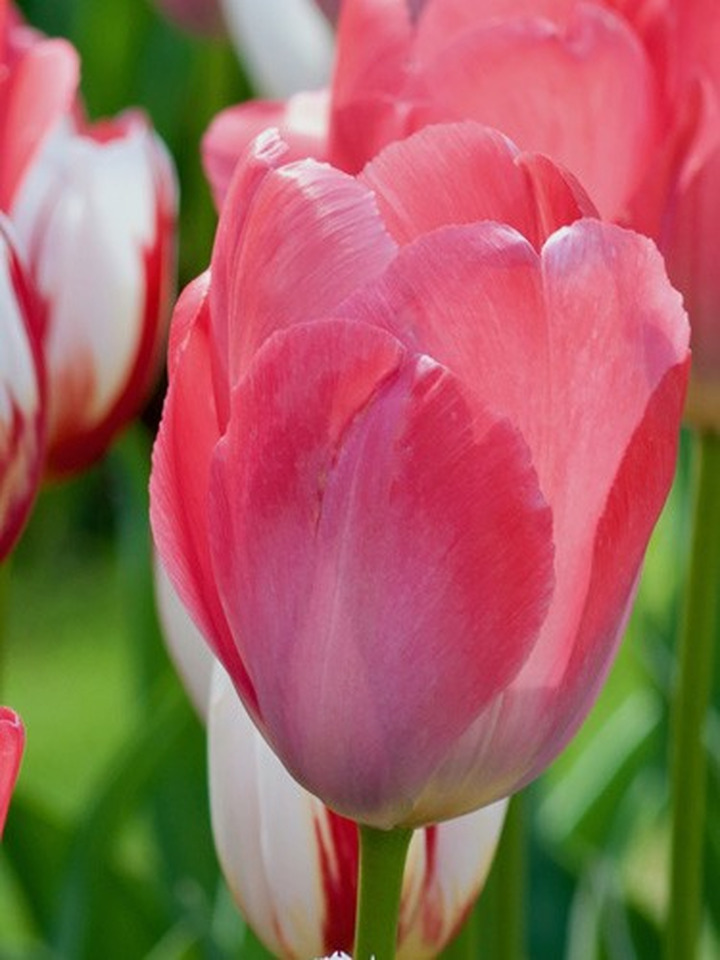 Tulpės (Lot Tulipa) 'van Eijk'-TULPĖS-SVOGŪNINĖS GĖLĖS