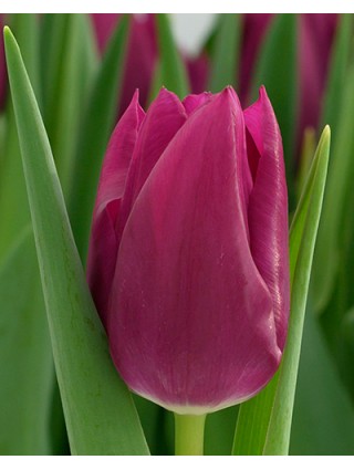 Tulpės (Lot Tulipa) 'Embrace'-TULPĖS-SVOGŪNINĖS GĖLĖS
