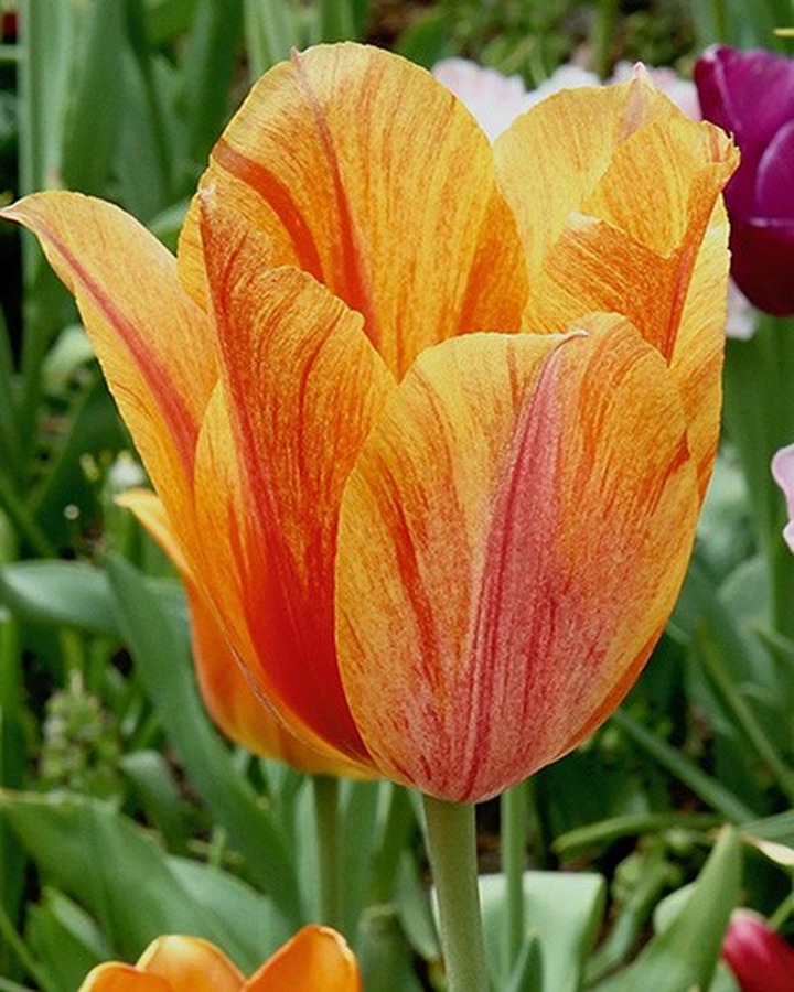 Tulpės (Lot Tulipa) 'El Nino'-TULPĖS-SVOGŪNINĖS GĖLĖS