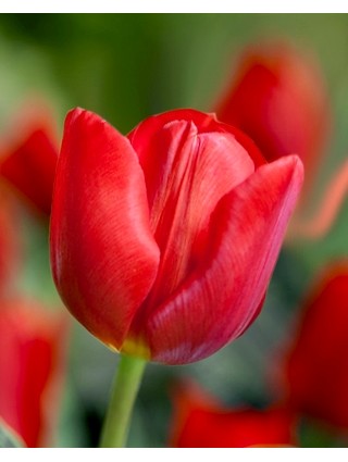 Tulpės (Lot Tulipa) 'Escape'-TULPĖS-SVOGŪNINĖS GĖLĖS