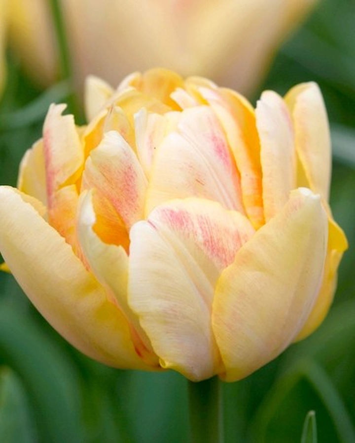Tulpės (Lot Tulipa) 'Foxy Foxtrot'-TULPĖS-SVOGŪNINĖS GĖLĖS