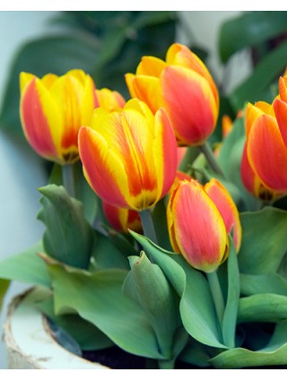 Tulpės (Lot Tulipa) 'Flair'-TULPĖS-SVOGŪNINĖS GĖLĖS