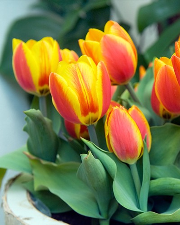 Tulpės (Lot Tulipa) 'Flair'-TULPĖS-SVOGŪNINĖS GĖLĖS