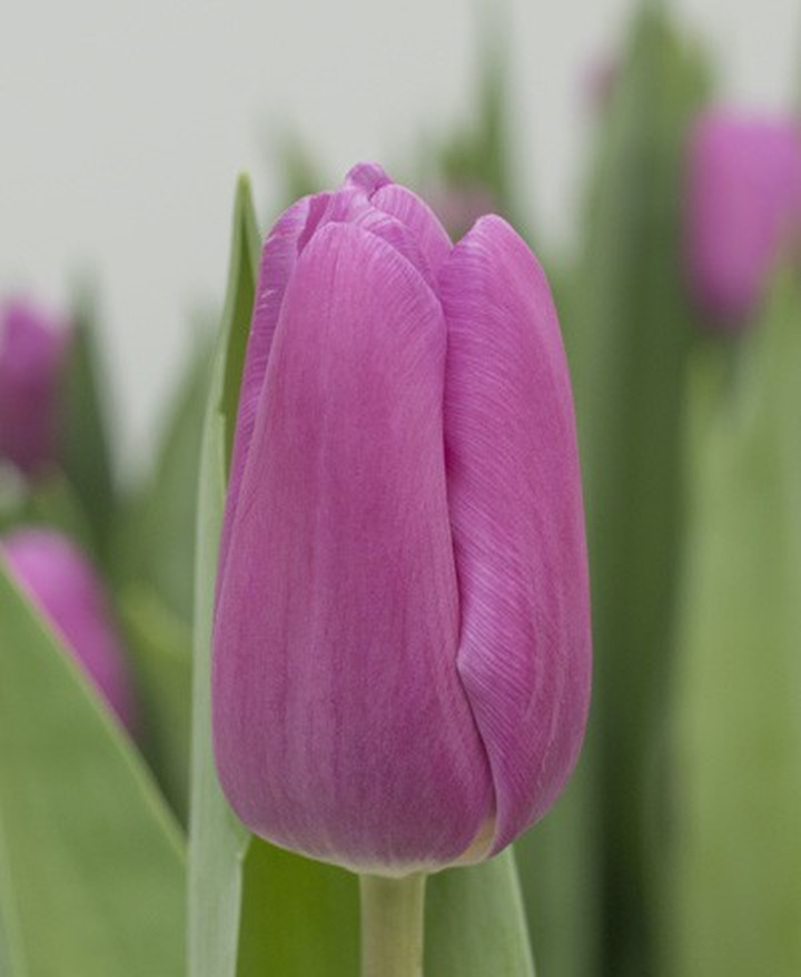 Tulpės (Lot Tulipa) 'Fortress'-TULPĖS-SVOGŪNINĖS GĖLĖS