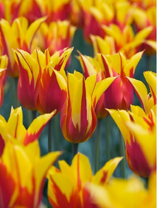 Tulpės (Lot Tulipa) 'Fire Wings'-TULPĖS-SVOGŪNINĖS GĖLĖS