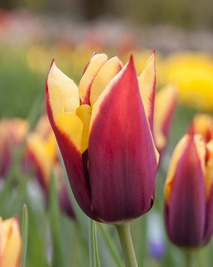 Tulpės (Lot Tulipa) 'Gavota'-TULPĖS-SVOGŪNINĖS GĖLĖS