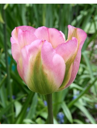 Tulpės (Lot Tulipa) 'Groenland'-TULPĖS-SVOGŪNINĖS GĖLĖS