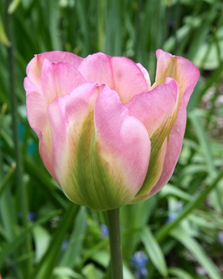 Tulpės (Lot Tulipa) 'Groenland'-TULPĖS-SVOGŪNINĖS GĖLĖS
