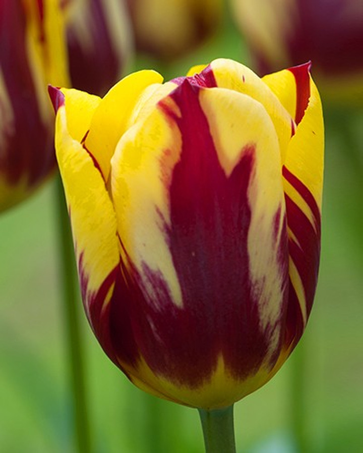 Tulpės (Lot Tulipa) 'Helmar'-TULPĖS-SVOGŪNINĖS GĖLĖS