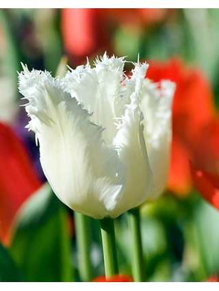 Tulpės (Lot Tulipa) 'Honeymoon'-TULPĖS-SVOGŪNINĖS GĖLĖS