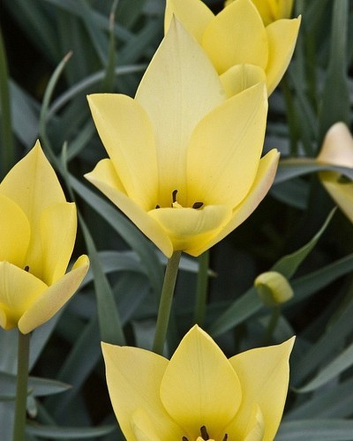 Tulpės (Lot Tulipa) 'Honky Tonk'-TULPĖS-SVOGŪNINĖS GĖLĖS