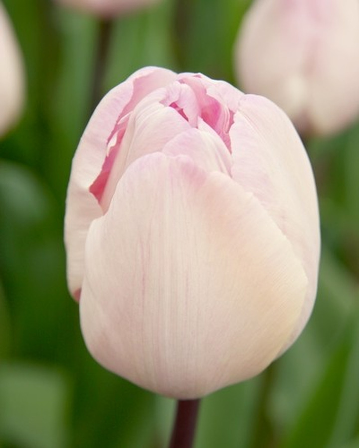 Tulpės (Lot Tulipa) 'Jacuzzi'-TULPĖS-SVOGŪNINĖS GĖLĖS
