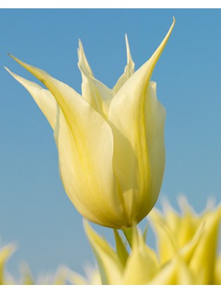 Tulpės (Lot Tulipa) 'Johan Cruyff'-TULPĖS-SVOGŪNINĖS GĖLĖS