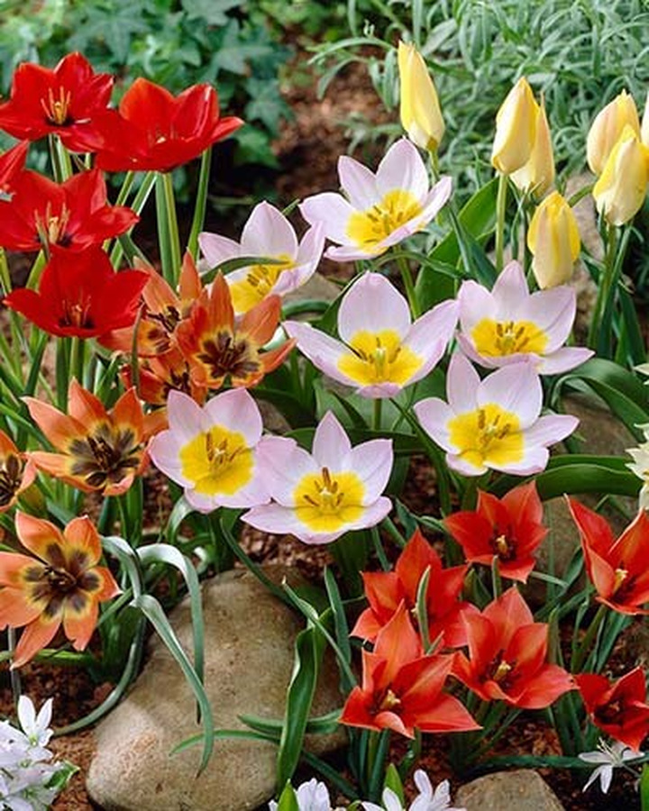 Tulpės Botanisch Mix (Lot Tulipa Botanisch Mix)-TULPĖS-SVOGŪNINĖS GĖLĖS