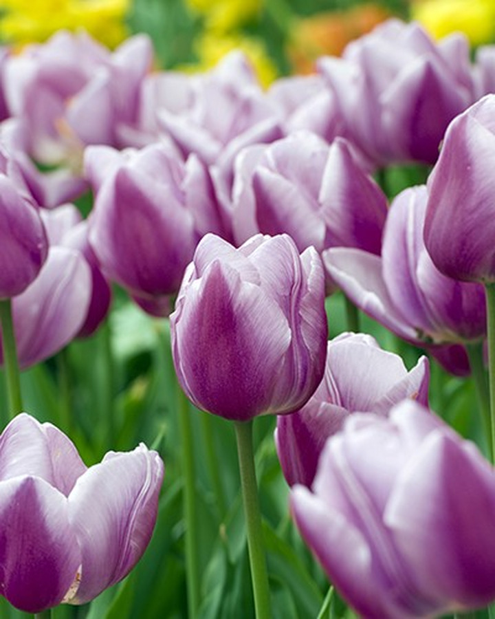 Tulpės (Lot Tulipa) 'Librije'-TULPĖS-SVOGŪNINĖS GĖLĖS