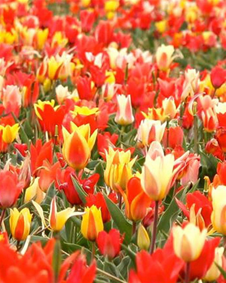 Tulpės Peacock Mix (Lot Tulipa Peacock Mix)-TULPĖS-SVOGŪNINĖS GĖLĖS