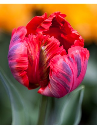 Tulpės (Lot Tulipa) 'Shining Parrot'-TULPĖS-SVOGŪNINĖS GĖLĖS