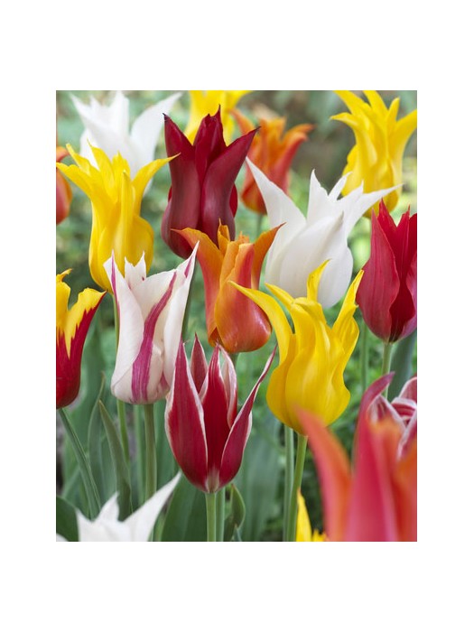 Tulpės Leliebloemig Mix (Lot Tulipa Leliebloemig Mix)-TULPĖS-SVOGŪNINĖS GĖLĖS