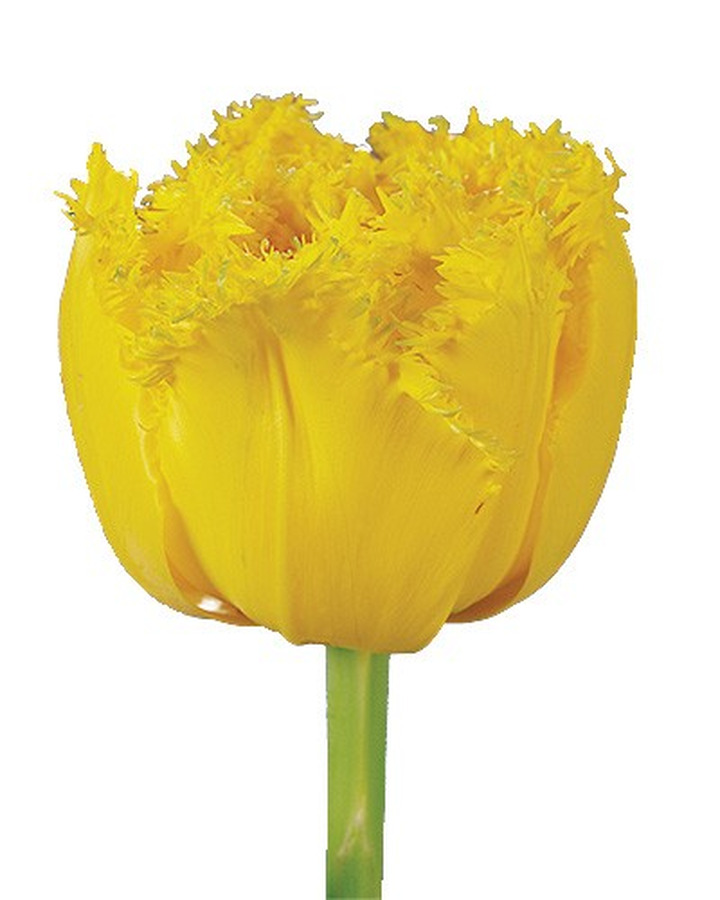 Tulpės (Lot Tulipa) 'Mon Amour'-TULPĖS-SVOGŪNINĖS GĖLĖS