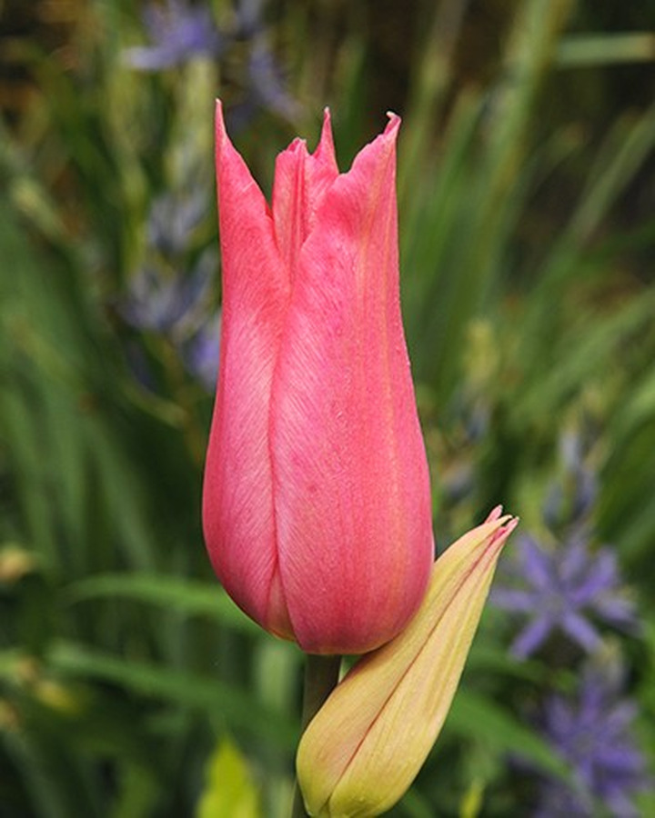 Tulpės (Lot Tulipa) 'Mariette'-TULPĖS-SVOGŪNINĖS GĖLĖS
