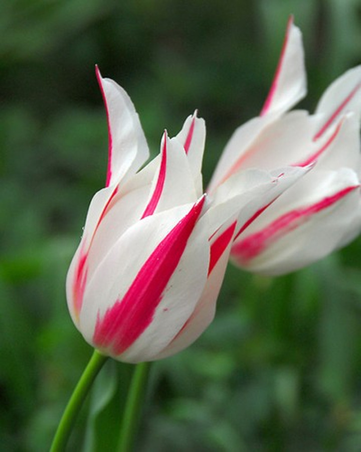 Tulpės (Lot Tulipa) 'Marylyn'-TULPĖS-SVOGŪNINĖS GĖLĖS