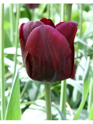 Tulpės (Lot Tulipa) 'Mascara'-TULPĖS-SVOGŪNINĖS GĖLĖS