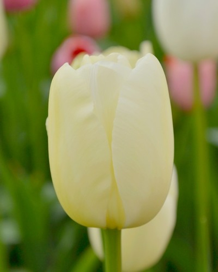 Tulpės (Lot Tulipa) 'Maureen'-TULPĖS-SVOGŪNINĖS GĖLĖS