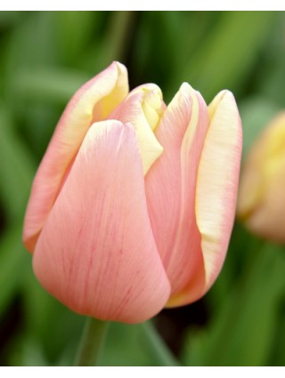 Tulpės (Lot Tulipa) 'Mango Charm'-TULPĖS-SVOGŪNINĖS GĖLĖS
