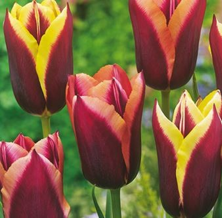 Tulpės (Lot Tulipa) 'My Favourite Topping'-TULPĖS-SVOGŪNINĖS GĖLĖS