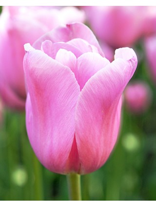 Tulpės (Lot Tulipa) 'Mistress'-TULPĖS-SVOGŪNINĖS GĖLĖS