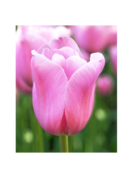 Tulpės (Lot Tulipa) 'Mistress'-TULPĖS-SVOGŪNINĖS GĖLĖS