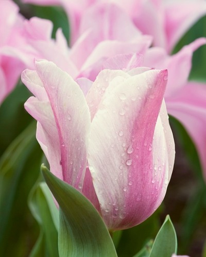 Tulpės (Lot Tulipa) 'Mistress Mystic'-TULPĖS-SVOGŪNINĖS GĖLĖS