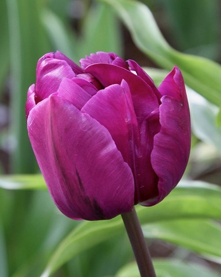 Tulpės (Lot Tulipa) 'Negrita Double'-TULPĖS-SVOGŪNINĖS GĖLĖS