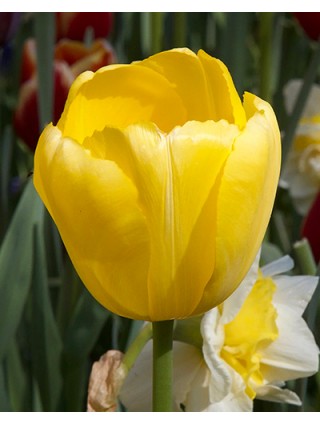 Tulpės (Lot Tulipa) 'Novi Sun'-TULPĖS-SVOGŪNINĖS GĖLĖS
