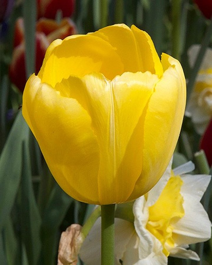 Tulpės (Lot Tulipa) 'Novi Sun'-TULPĖS-SVOGŪNINĖS GĖLĖS
