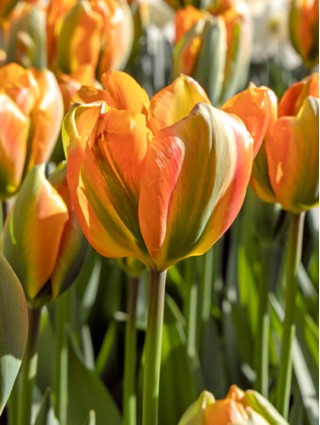 Tulpės (Lot Tulipa) 'Orange Marmelade'-TULPĖS-SVOGŪNINĖS GĖLĖS