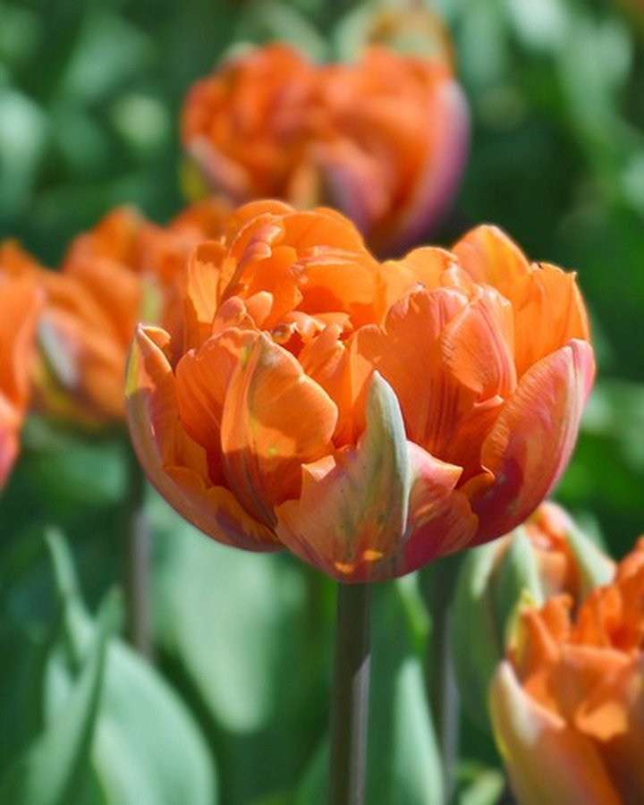 Tulpės (Lot Tulipa) 'Orange princess'-TULPĖS-SVOGŪNINĖS GĖLĖS