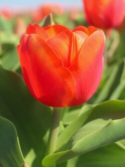 Tulpės (Lot Tulipa) 'Orange Sherpa'-TULPĖS-SVOGŪNINĖS GĖLĖS