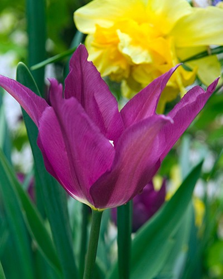 Tulpės (Lot Tulipa) 'Purple Dream'-TULPĖS-SVOGŪNINĖS GĖLĖS