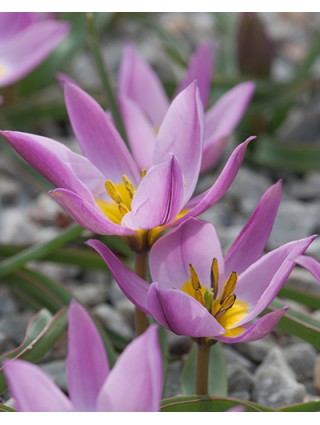 Tulpės (Lot Tulipa) 'Pulchella Humilis'-TULPĖS-SVOGŪNINĖS GĖLĖS