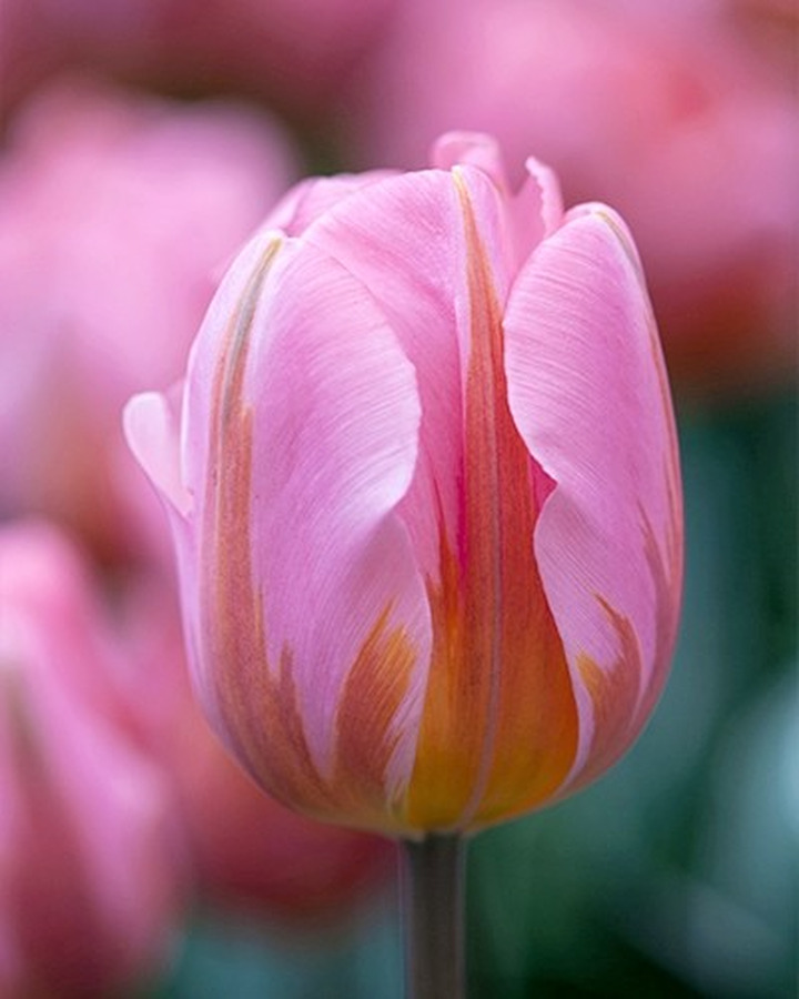Tulpės (Lot Tulipa) 'Pretty Princess'-TULPĖS-SVOGŪNINĖS GĖLĖS