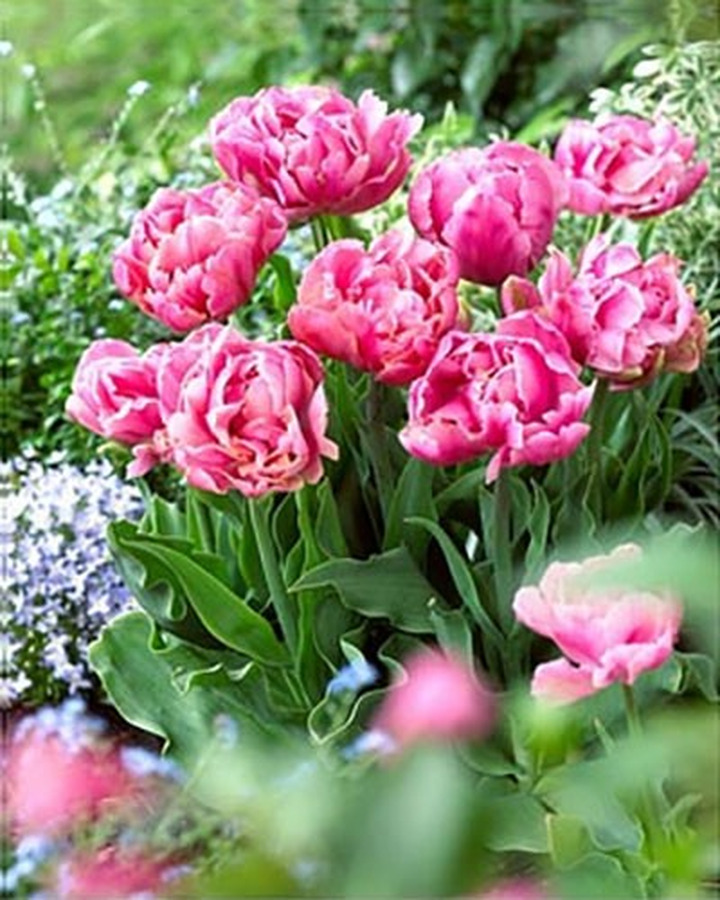 Tulpės (Lot Tulipa) 'Pink Star'-TULPĖS-SVOGŪNINĖS GĖLĖS