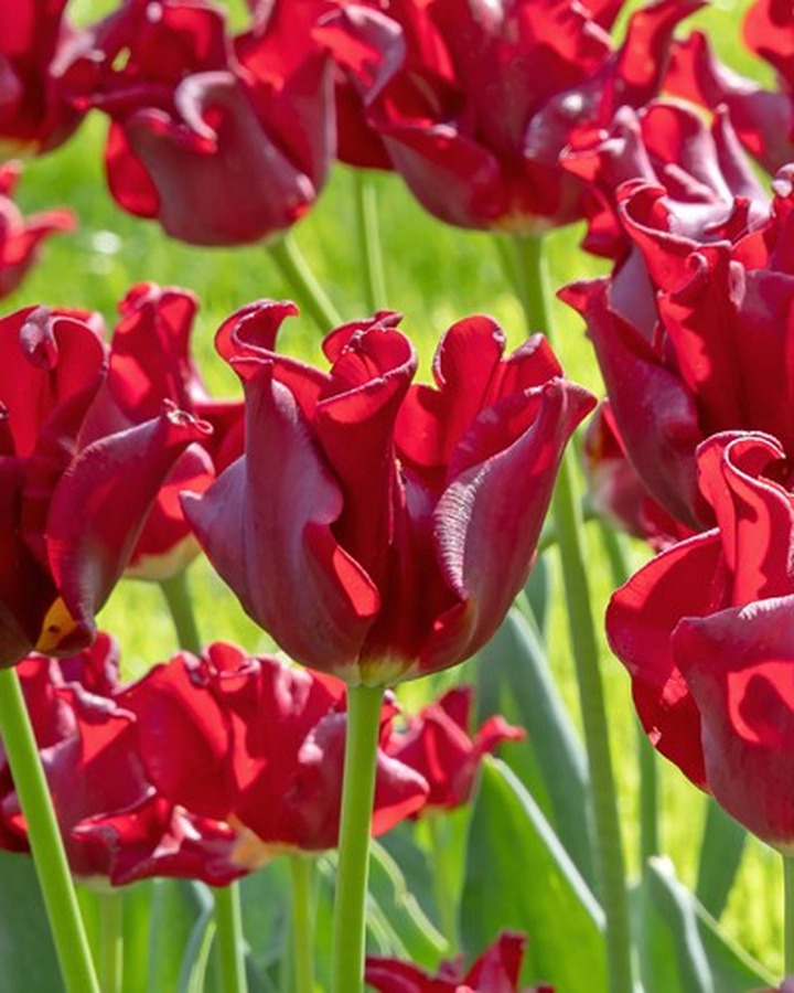 Tulpės (Lot Tulipa) 'Red Dress'-TULPĖS-SVOGŪNINĖS GĖLĖS