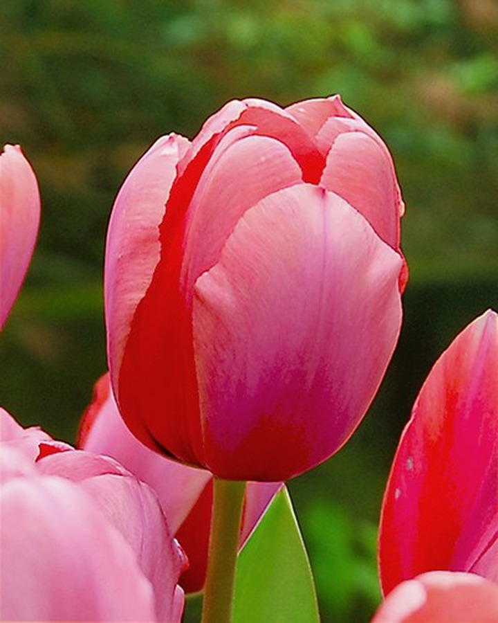 Tulpės (Lot Tulipa) 'Renown'-TULPĖS-SVOGŪNINĖS GĖLĖS