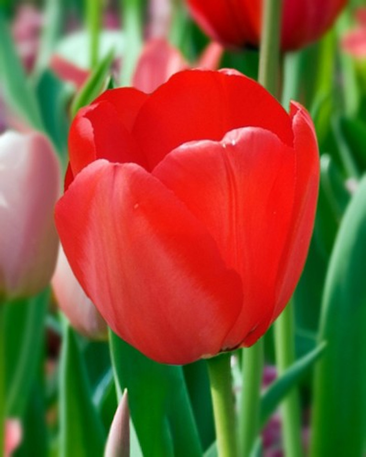 Tulpės (Lot Tulipa) 'Red Impression'-TULPĖS-SVOGŪNINĖS GĖLĖS