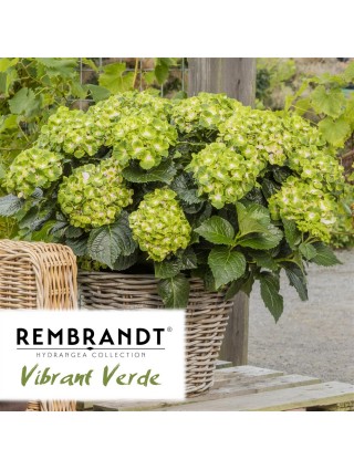 Didžialapė Hortenzija "REMBRANDT VIBRANT VERDE" C15-REMBRANT® KOLEKCIJA-HORTENZIJOS