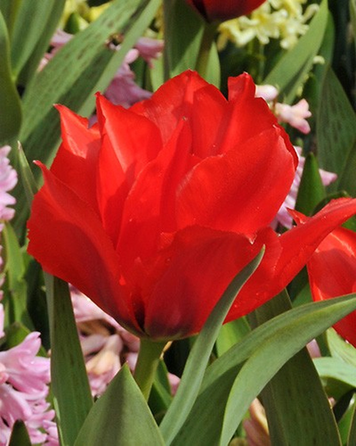 Tulpės (Lot Tulipa) 'Roodkapje'-TULPĖS-SVOGŪNINĖS GĖLĖS