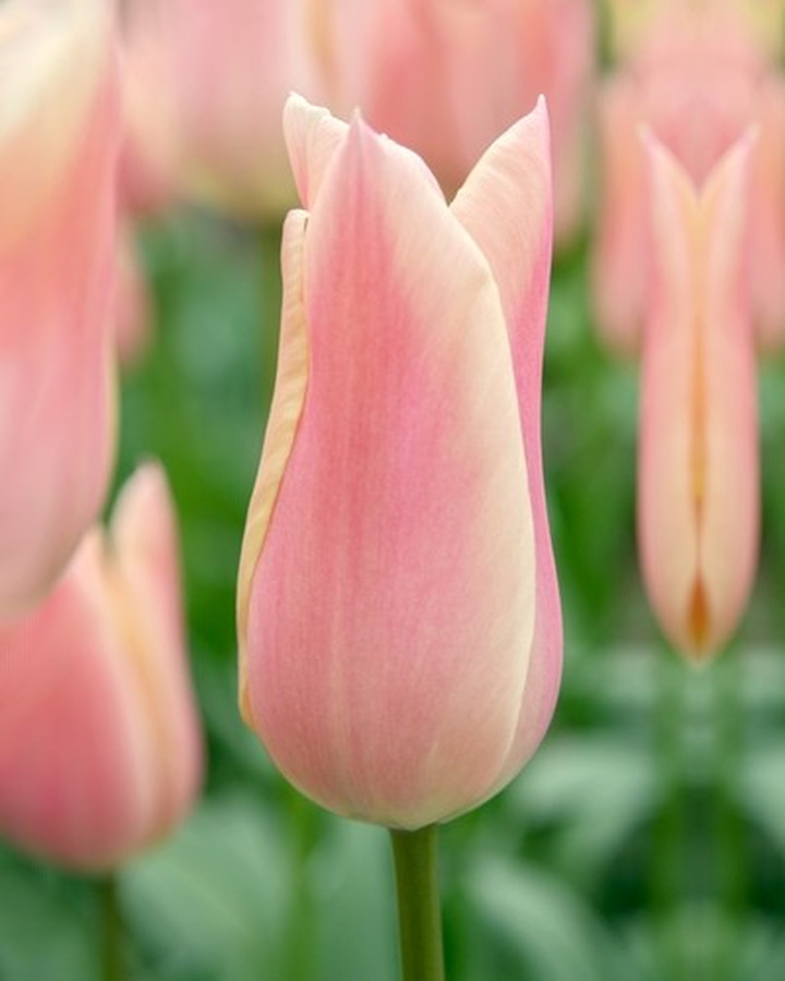 Tulpės (Lot Tulipa) 'Sanne'-TULPĖS-SVOGŪNINĖS GĖLĖS