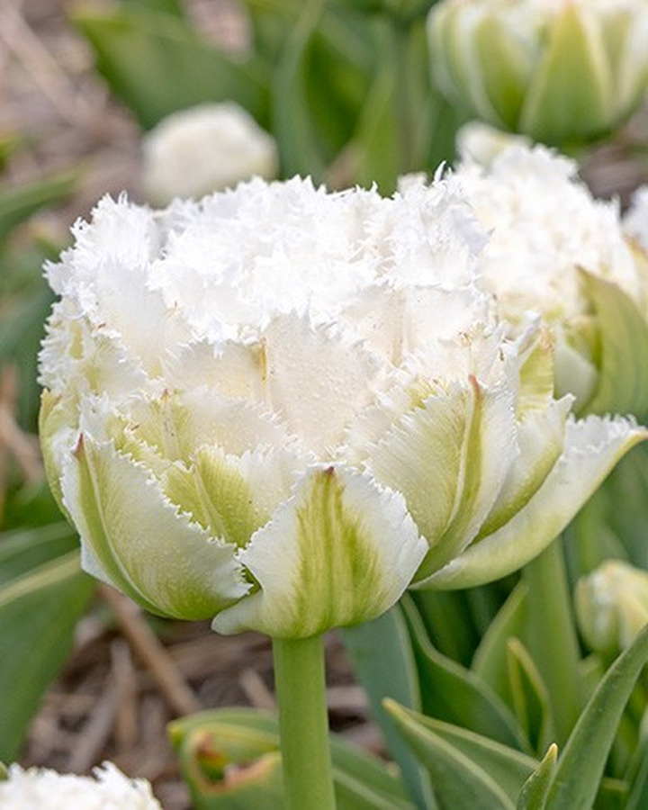 Tulpės (Lot Tulipa) 'Snow Crystal'-TULPĖS-SVOGŪNINĖS GĖLĖS